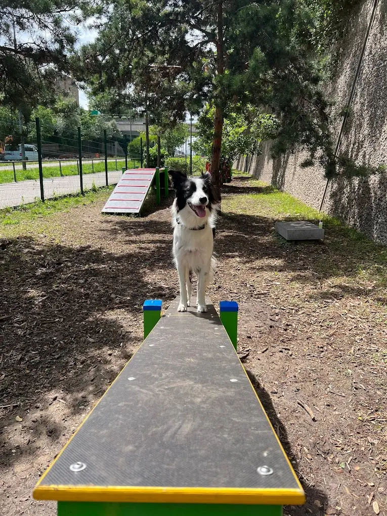 park agility w mieście